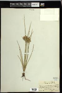 Cyperus dentatus image