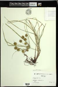 Cyperus croceus image