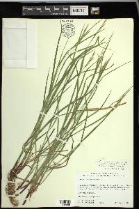 Carex virescens image