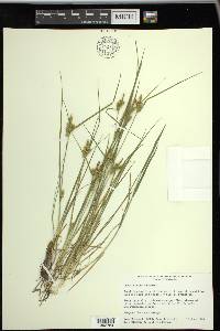 Carex viridula image