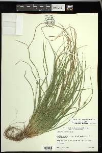 Carex willdenowii image