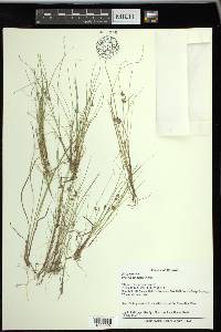 Cyperus bipartitus image