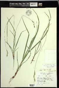 Carex virescens image