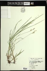 Carex woodii image