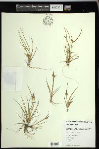 Carex viridula image