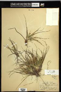 Carex tonsa var. tonsa image