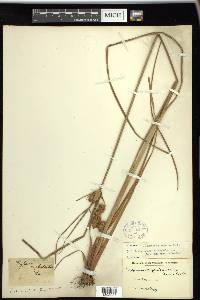 Cyperus cephalanthus image
