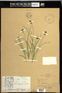 Carex wootonii image