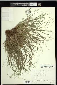 Carex tonsa var. rugosperma image