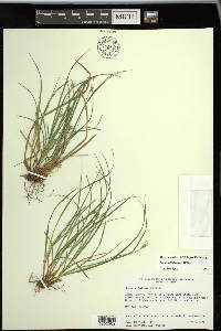 Carex willdenowii image