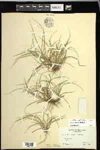 Carex willdenowii image