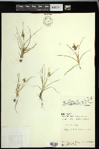 Carex viridula image