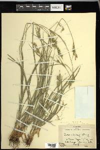 Carex whitneyi image