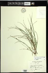 Carex willdenowii image