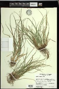 Carex willdenowii image