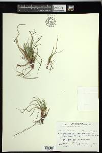 Carex tonsa var. rugosperma image