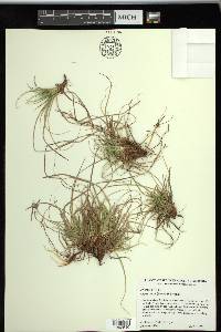 Carex tonsa image