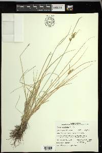 Carex viridula subsp. viridula image