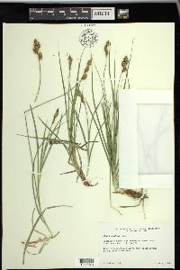 Carex wootonii image