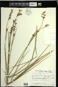 Cladium mariscoides image