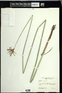 Cyperus articulatus image