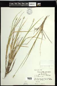 Carex wiegandii image