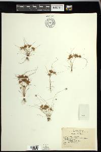 Cyperus cuspidatus image