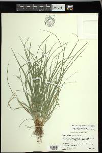 Carex willdenowii image