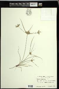 Cyperus compressus image