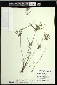 Cyperus bipartitus image