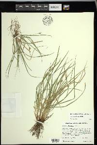 Carex willdenowii image