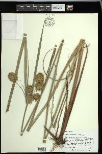 Cyperus cephalanthus image