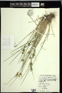 Carex viridula image