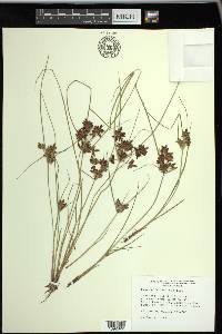 Cyperus bipartitus image