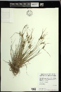 Carex viridula image