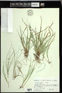 Carex willdenowii image