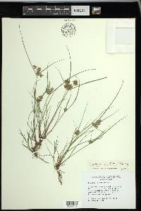 Cyperus bipartitus image