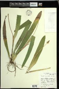 Carex fraseriana image