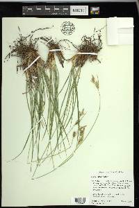 Carex whitneyi image