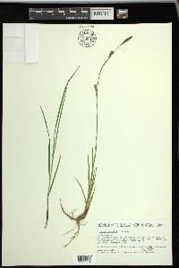 Carex woodii image