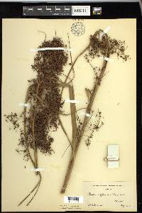 Cladium mariscus subsp. jamaicense image