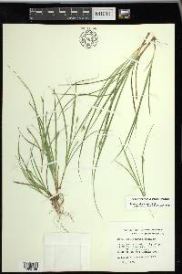 Carex willdenowii image