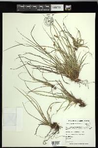 Carex tonsa var. rugosperma image