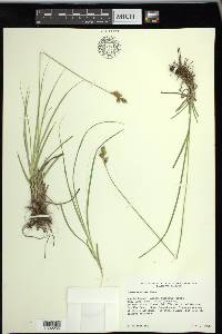 Carex wootonii image