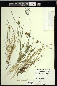 Carex viridula image