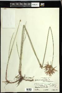 Cyperus articulatus image