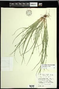 Carex willdenowii image