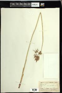 Cyperus articulatus image