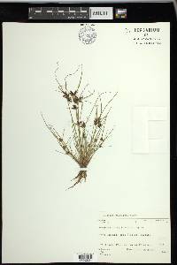 Cyperus bipartitus image