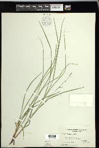 Carex woodii image